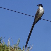 Fork-tailed Flycatcher